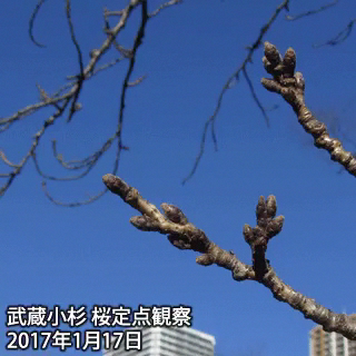 2017年武蔵小杉桜定点観察動画