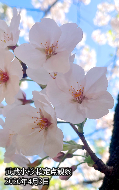 2026年武蔵小杉桜定点観察動画