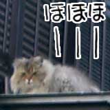 今日の猫写 すみません、これは土曜日に撮った写真ですヽ(^.^;)丿 　あのふくろう…っつーか、みみずくっつーかヽ(^.^;)丿あの猫が屋根の上からこっちをジーっと見てたので、撮影とヽ(^.^;)丿日当たりいいのかな？