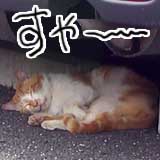 今日の猫写(2) でもって、こっちは今日の… 　なんて気持ちのイイ顔して寝てるんでしょうかヽ(^.^;)丿なんかうらやましい…(^_^;)