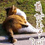 今日の猫写  よくよく見ると、複雑な姿勢だよなぁ…ヽ(^.^;)丿 撮れなかったんですが(デジカメのバッテリが終わってしまいましてーヽ(^.^;)丿)、中華街でも１匹いたんですよね、小さいのがヽ(^.^;)丿一体どうやって生活してんだか…飼い猫なのかなぁ…