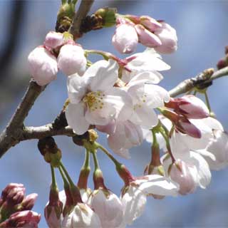 同じ桜の別の枝には、こんな風になってるのもあったりしゅる(^_^;)