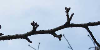 そんな訳で観察対象の桜…撮る時間が遅くなって暗くなってしまいましたヽ(^.^;)丿ほとんど変わってないなぁ…(^_^;)