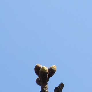 一昨日よりも桜の芽が膨らんでいる…本当にちょっとだけですがヽ(^.^;)丿丸くなってるのと先っぽが剥けてきているのが判るですよ(^_^;)