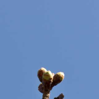 昨日の今日だから、いつもの対象に大きな変化はナシ…が、周辺の桜の芽では変化しているのもあったりする…昨日のように先っぽ出てるのが増えてきていた(^_^;)