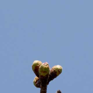 観察対象の桜。確かに膨らんできてはいるんだが…周囲の他の芽の方が進行が早いヽ(^.^;)丿何故か毎年、対象に決めた芽は開花が遅い…気がする(^_^;)