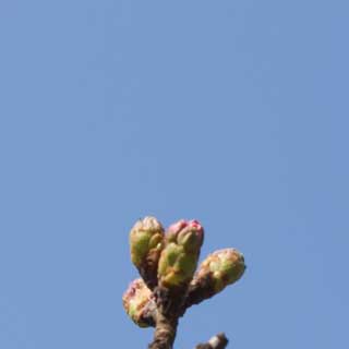 観察対象の桜。周囲のがもっと先が伸びてるとゆーのに、これはまだまだ…やっぱ対象を選ぶ目が無いんだろうか?ヽ(^.^;)丿なんかこのまま指で摘んで引っ張り出してしまいたいような…(^_^;)
