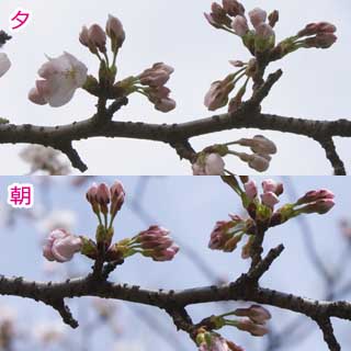 実は観察対象(この写真では右上)に対し、その隣の芽は、朝開きかかってたのが、夕方には開いてたんですなヽ(^.^;)丿あー…なんでこっちを観察対象にしなかったんだか〜ヽ(^.^;)丿
