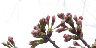 今日の桜、昨日と大差無いですが、蕾と蕾の間が開き始めてるって感じで…少しは伸びてるですね(^_^;)明日は無理かもしれんけど、明後日には咲いてそうだヽ(^.^;)丿