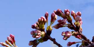 今日の桜、カメラ変えて撮った(^_^;)やっぱコンデジより微調整効くからいいのぉ…デジ一は(^_^;)まだ咲いてないけど、右側の端っこに花びら見えてるから明日咲きそうだヽ(^.^;)丿