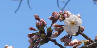 今日の桜…今日は無理だったが、明日咲くと思うわヽ(^.^;)丿流石にこんだけ膨らんできたから重くなってきているようで、だんだん先が下がってきているようだ＼(^o^)／