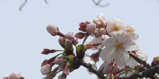 今日の桜…もうチョイでしたな(^_^;)多分明日全部開くと思う…しかし、花びらが大きくなるだろうからと、構図的には下に寄らせてたのが、成長するに従って重くなってったようで、フレームから外れてってしまっておるヽ(^.^;)丿