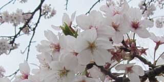 観察対象の桜はまだ咲き誇ってますが、真ん中に緑色な部分も…(^_^;)あと、隠れてて判り難いですが、花びらが落ちているのも数輪…ここもその内緑色になるんだろうなぁ…(^_^;)