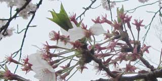 観察対象の桜も随分と花びら落ちました(^_^;)真ん中の緑の葉っぱの成長が著しい(^_^;)