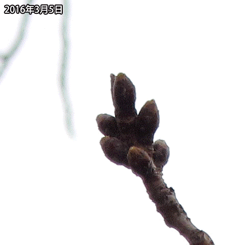 【武蔵小杉の桜(定点観測2016)】2016年3月5日から15日分の桜開花(観察対象のアップ)AnimationGIF