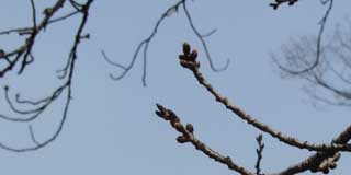 【武蔵小杉の桜(定点観測2016)】桜定点観察…3日で違いが見えてきた感じでしょうか?先っぽが尖ってるような感じだったのが、若干丸みを帯びてきたような感じがあります(^_^;)いよいよ膨らみ始めたかの??