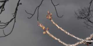 【武蔵小杉の桜(定点観測2016)】観察対象の桜…天気悪かったのでフラッシュ使って…(^_^;)対象物だけやけに浮いて撮れてしまった気も…ヽ(^.^;)丿左側の枝、左右に丸くなっている芽は、ついこの間までもっと細かったかと…やはりこの時期にになって加速し始めているようです(^_^;)