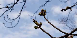 【武蔵小杉の桜(定点観測2016)】観察対象の桜…下の拡大写真を見て判るように、手前の目は先っぽのピンクが花びらを出す準備段階に入ってます(^_^;)が、これが咲くにはあと2〜3日は要すると思われ…尚、同じ木の他の枝や、周囲の木々もこれか、このちょっと手前段階になっているので、来週末には咲くだろうと予測…(^_^;)