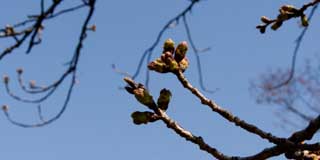 【武蔵小杉の桜(定点観測2016)】観察対象の桜…昨日の今日だから、あまり変化無いかな〜…と、思いきや、微妙に膨らみは大きくなっていたのです(^_^;)あと、同じ木の他の蕾もほぼ同じ状態、中には出っ張りそうなのもあったり…