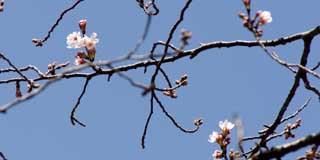【武蔵小杉の桜(定点観測2016)】あちこちよーく見てみると、実は結構開花している…(^_^;)昨日は開いてなかったと思うんだが…昨日から今日にかけてでしょうか?(^_^;)あと、比較的高い位置ですね、やはり日当りがいいからでしょう(^_^;)