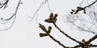 【武蔵小杉の桜(定点観測2016)】観察対象の桜…ちょっと背景が曇ってしまいましたが…昨日より多少大きくなってる気が…(^_^;)おのおのの蕾が離れてきてるからかもしれない(^_^;)