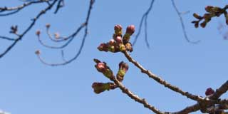 【武蔵小杉の桜(定点観測2016)】観察対象の桜…1日毎に変わっているようであるヽ(^.^;)丿