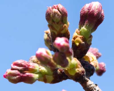【武蔵小杉の桜(定点観測2016)】先っぽの拡大、中心手前の蕾の先が、昨日と比べると3つに分かれているのです(^_^;)