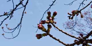【武蔵小杉の桜(定点観測2016)】観察対象の桜…ここは大きな変化は無いのですが、実は同じ木の別の枝には開花が始まっていました(^_^;)