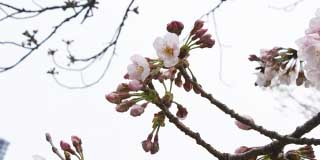 【武蔵小杉の桜(定点観測2016)】観察対象の桜…右の枝で開花を確認〜＼(^o^)／明日明後日でこの枝は全部開花すると思われ〜…尚、他の木々も昨日今日で変化が大きいです(^_^;)結構咲いております＼(^o^)／尚、左側の蕾で下を向いている2輪、昨日の時点では4輪あったのが減っている…(^_^;)耐えきれず落ちたか?あるいはこの2本、風に揺られてよく枝の前後が入れ替わってたりしてたから、それで当たって落ちた可能性も…(見つけたら撮る前に直してましたが…ここまで蕾が出来てくると手は出せないw)