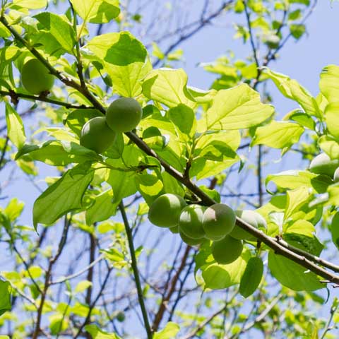 先週の梅(ただし枝は違う ^_^;)ですが、赤みの帯びてるのが増えてきている印象ヽ(^.^;)丿ついでにこの周辺を散歩しましたが、プラムの木に小さい実が…ヽ(^.^;)丿だんだん辺りも緑色になっていくのぉ…