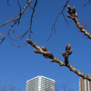 【武蔵小杉の桜(定点観測2017)】観察開始時の2017年1月17日はこんな感じだった＼(^o^;)／