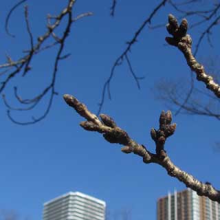 【武蔵小杉の桜(定点観測2017)】今週始めと大きく変わらないのですが、明日の陽気がいきなり桜開花時期相当って話しなので、急に変わる可能性もあるから、今日時点のを一応撮っておいた次第です(^_^;)