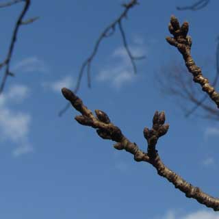 【武蔵小杉の桜(定点観測2017)】27日より暖かくは感じる日でしたが、やはりまだまだ変化は現れずですなーヽ(^.^;)丿