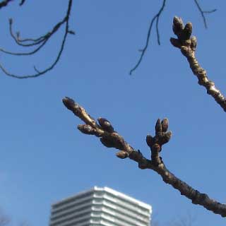 【武蔵小杉の桜(定点観測2017)】寒暖繰り返してる割には変化ナシヽ(^.^;)丿そらまぁ、まだ2月だし…が、来週は3月に入るのですよヽ(^.^;)丿