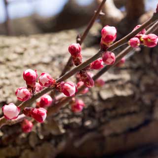 【武蔵小杉の桜(定点観測2017)】これはプチ登山した先の頂上にあった杏の木、咲くと良い香りになるし実も生るとやはり良い香りがするのです＼(^o^)／
