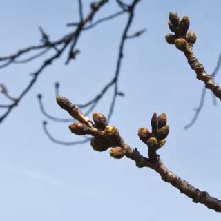 【武蔵小杉の桜(定点観測2017)】2017年3月18日、地元の方々がお花見準備で提灯を飾り始めてましたーヽ(^.^;)丿いよいよな感じですが、観察対象はまだこんな感じと…(^_^;)