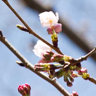 【武蔵小杉の桜(定点観測2017)】2017年3月22日、そんな中、ようやく咲いてるのを確認…(^_^;)って、何本も桜はあるのに、確認出来たのはこれだけ…今度の週末はまだそんなには咲かないかもしれない…(^_^;)