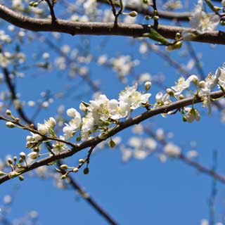 まぁ、こちらは桜ではなく、しかも武蔵小杉でもなくヽ(^.^;)丿山の上のプラムw