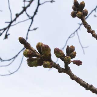 【武蔵小杉の桜(定点観測2017)】2017年3月25日、いつもの観察対象は昨日の今日なので大きな変化はナシ(^_^;)ただ、下側の一番右の芽がちょっとだけ伸びてるような…って、単に角度が違うせいかもしれんけどw