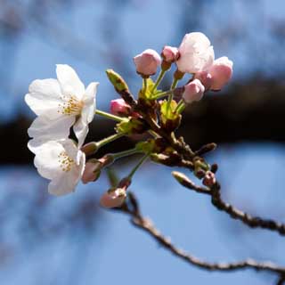 【武蔵小杉の桜(定点観測2017)】2017年3月28日、他の木でも昨日は咲いてなかったのが、何輪かは咲いてたりするなど…これからどんどん咲いていくコトでしょう＼(^o^)／