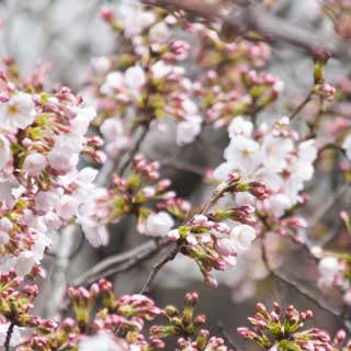 【武蔵小杉の桜(定点観測2017)】2017年3月29日、観察対象からちと離れた別所の桜、ここも地元的には名所ですが、まだこんな感じ…(^_^;)
