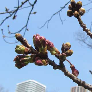 【武蔵小杉の桜(定点観測2017)】2017年3月30日、観察対象は咲いてませんでしたが、先っぽが昨日より伸びておりますヽ(^.^;)丿まだ咲くには至りませんが、成長は早まっています(^_^;)