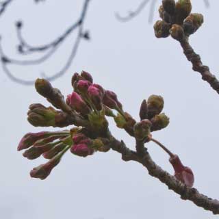 【武蔵小杉の桜(定点観測2017)】2017年4月1日、流石にこの天気でしたので変化は…しかし、周囲の方は開花が進んでいるようです(^_^;)ちなみに、小雨日和でしたが、花見客が出てたり出店があったり…そう言えば今日ここでお祭りあるってなってたな…お天気残念(^_^;)