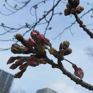 【武蔵小杉の桜(定点観測2017)】2017年4月2日、対象はまだ咲かずヽ(^.^;)丿