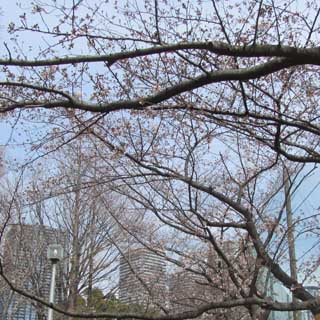【武蔵小杉の桜(定点観測2017)】2017年4月2日、まだこんな感じ、花見とゆーより蕾見ヽ(^.^;)丿でも日曜ってコトもあって、花見客が多かったのでしたーヽ(^.^;)丿