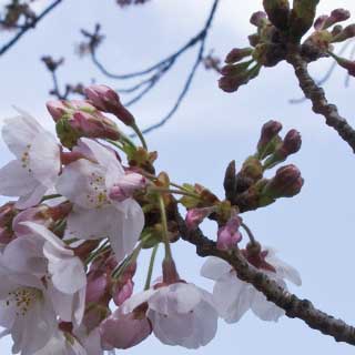 【武蔵小杉の桜(定点観測2017)】2017年4月6日、前回から3日…観察対象も全開っ!と、思いきや…まだだったヽ(^.^;)丿しかし、流石に開花になって重たくなって、枝の先が結構落ちてまして…この写真では位置を合わせるために画像を回転させてます(^_^;)