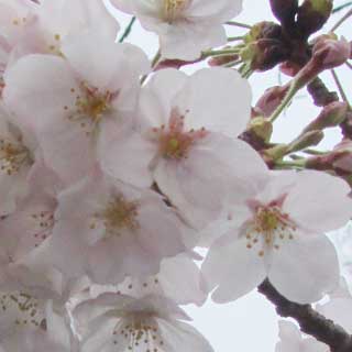 【武蔵小杉の桜(定点観測2017)】2017年4月8日、もういっぱいいっぱい…(^_^;)数本咲いてないけど、まぁ、満開すかねー…天気悪かったけど、花見してる方々も(傘さして ^_^;)