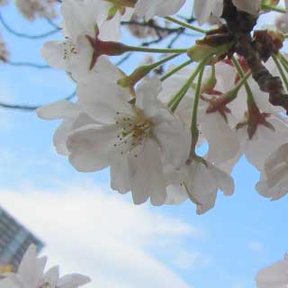【武蔵小杉の桜(定点観測2017)】2017年4月12日…画面を占めていた塊が無くなっていた…風に煽られたり、他の枝と擦れたり、先が重くなってたから折れた可能性がある(^_^;)