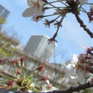 【武蔵小杉の桜(定点観測2017)】2017年4月16日、この時点では残ってた花びらも…