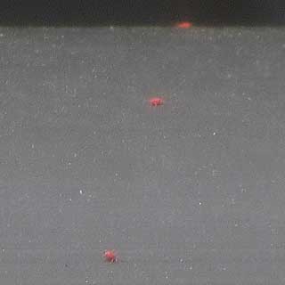 今年もこの赤いヤツら、タカラダニが…1枚撮ったらカメラのバッテリが上がったヽ(^.^;)丿ピンぼけてる〜ヽ(^.^;)丿